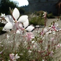 Gaura White -Garden Plant Store gaura white sunlit
