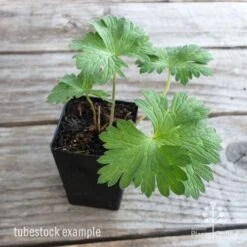 Geranium Rozanne -Garden Plant Store geranium rozanne tubestock