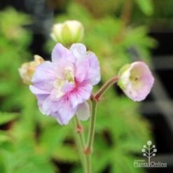 Geranium Summer Skies 7 Geranium Summer Skies -Garden Plant Store geranium summer skies closeup