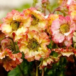 Geum Pretticoats Peach -Garden Plant Store geum pretticoats peach 1