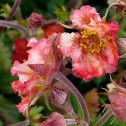 Geum Pretticoats Peach -Garden Plant Store geum pretticoats peach 3
