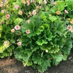 Geum Pretticoats Peach -Garden Plant Store geum pretticoats peach leaves