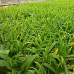 Zingiber - Edible Ginger -Garden Plant Store ginger plugs 500