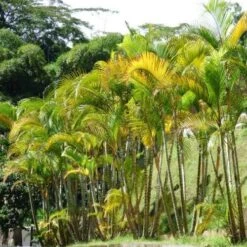 Golden Cane Palm - Dypsis
