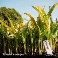 Golden Cane Palm - Dypsis 5 Golden Cane Palm - Dypsis -Garden Plant Store golden cane tube 2