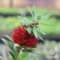 Callistemon Green John 28 Callistemon Green John -Garden Plant Store green john flowering