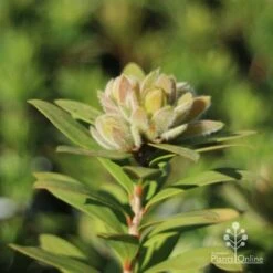 Callistemon Green John 22 Callistemon Green John -Garden Plant Store green john new growth