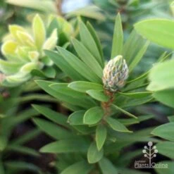 Callistemon Green John 23 Callistemon Green John -Garden Plant Store green john new shoot