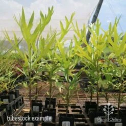 Grevillea Baileyana - Brown Silky Oak -Garden Plant Store grevillea brown silky oak tubes 1