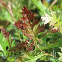 Grevillea Carpet Layer 16 Grevillea Carpet Layer -Garden Plant Store grevillea carpet layer leaf