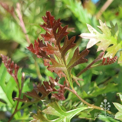 Grevillea Carpet Layer 7 Grevillea Carpet Layer - Image 7