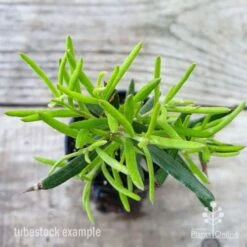 Grevillea Charlie's Angel -Garden Plant Store grevillea charlies angel leaf 1