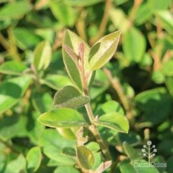 Grevillea Deua Flame -Garden Plant Store grevillea deua flame foliage
