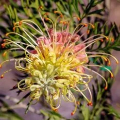 Grevillea Lemon Baby 6 Grevillea Lemon Baby -Garden Plant Store grevillea for lemon baby