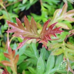 Grevillea Gaudichaudii -Garden Plant Store grevillea gaudi new leaf
