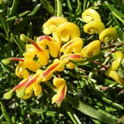 Garden Plant Store -Garden Plant Store grevillea gold rush 500 1