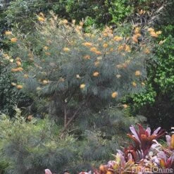 Grevillea Honey Gem -Garden Plant Store grevillea honey gem tree