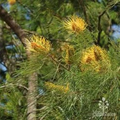 Grevillea Honey Gem -Garden Plant Store grevillea honey gem nursery