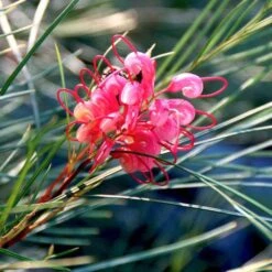 Grevillea Bon Accord