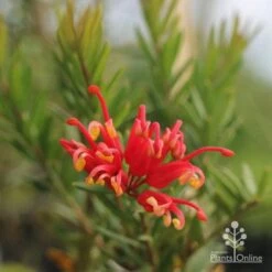 Grevillea Knockout 10 Grevillea Knockout -Garden Plant Store grevillea knockout flower
