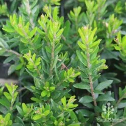 Grevillea Knockout 13 Grevillea Knockout -Garden Plant Store grevillea knockout foliage 1