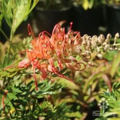 Grevillea Little Robyn -Garden Plant Store grevillea little robyn sunshine