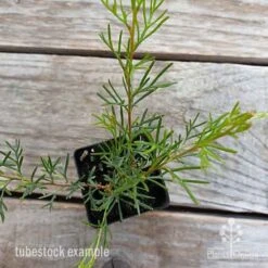 Grevillea Mini Marvel -Garden Plant Store grevillea mini marvel tubestock