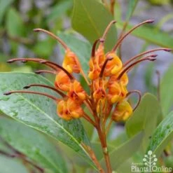 Grevillea Orange Marmalade -Garden Plant Store grevillea orange marmalade flower 1