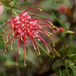 Grevillea Silk Carpet -Garden Plant Store grevillea pinaster flickr tatters
