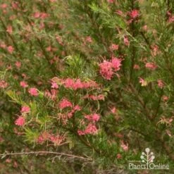 Grevillea Pink Pearl -Garden Plant Store grevillea pink pearl shrub 1