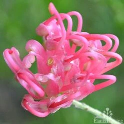 Grevillea Pink Pearl -Garden Plant Store grevillea pink pearl close 2 apo 1