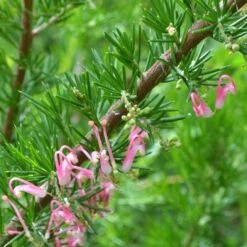 Grevillea Pink Pearl -Garden Plant Store grevillea pink pearl close stem apo 1