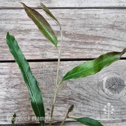 Grevillea Raptor -Garden Plant Store grevillea raptor 2