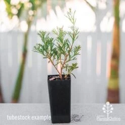 Grevillea Red Wings -Garden Plant Store grevillea red wings tube