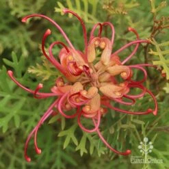 Grevillea Soopa Doopa -Garden Plant Store grevillea soopa doopa end view