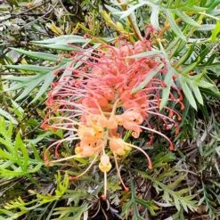 Grevillea Strawberry Sundae -Garden Plant Store grevillea strawberry sundae 1