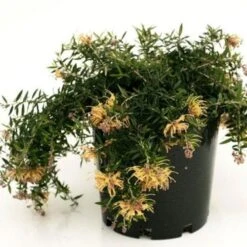 Grevillea Sunkissed -Garden Plant Store grevillea sunkissed 500