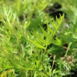 Grevillea Superb -Garden Plant Store grevillea superb leaf