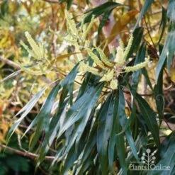 Grevillea Baileyana - Brown Silky Oak -Garden Plant Store grevillea baileyana