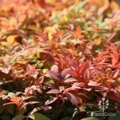 Nandina Gulf Stream -Garden Plant Store gulf stream autumn