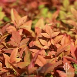 Nandina Gulf Stream -Garden Plant Store gulf stream foliage