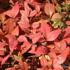 Nandina Gulf Stream -Garden Plant Store gulfstream foliage