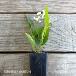Hardenbergia Snow White - White Coral Pea -Garden Plant Store hardenbergia snow white tube
