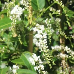 Hardenbergia Snow White - White Coral Pea -Garden Plant Store hardenbergia white sun nambour