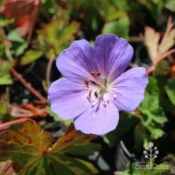 Geranium Rozanne -Garden Plant Store hardy geranium rozanne