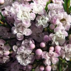 Chamelaucium Dancing Queen - Waxflower 12 Chamelaucium Dancing Queen - Waxflower -Garden Plant Store helix dancing queen