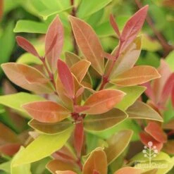 Acmena Hemilampra - Blush Satinash -Garden Plant Store hemilampra leaf colour