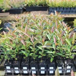 Acmena Hemilampra - Blush Satinash -Garden Plant Store hemilampra tubestocks