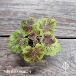 Heucherella Solar Eclipse - Foamy Bells 22 Heucherella Solar Eclipse - Foamy Bells -Garden Plant Store heuchera solar eclipse 1