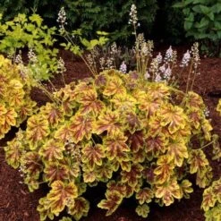 Heucherella Solar Eclipse - Foamy Bells 16 Heucherella Solar Eclipse - Foamy Bells -Garden Plant Store heucherella solar eclipse golden